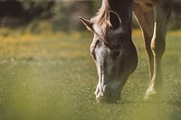 A fuzzy shot of a gray horse grazing on green grass with specks of yellow flowers. Original public domain image from <a href="https://commons.wikimedia.org/wiki/File:Gray_horse_on_green_and_yellow_meadow_(Unsplash).jpg" target="_blank" rel="noopener noreferrer nofollow">Wikimedia Commons</a>