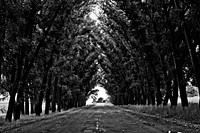 Black and white view of a road surrounded by deciduous trees. Original public domain image from <a href="https://commons.wikimedia.org/wiki/File:BwTreeLinedRoad(byPavelVoinov).jpg" target="_blank">Wikimedia Commons</a>