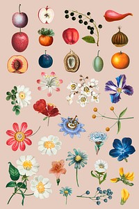 Flower and fruit psd set vintage illustration