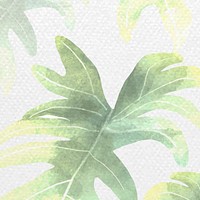 Philodendron radiatum leaf pattern on white background vector
