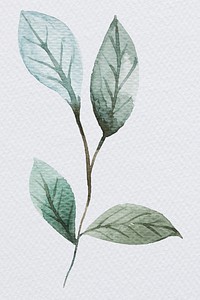 Hand painted watercolor green leaf