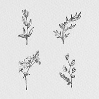 Hand drawn plants collection vector