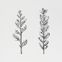 Hand drawn plants collection illustration