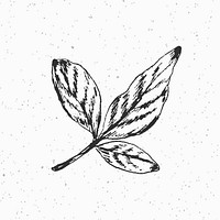 Hand drawn tree leaf vector