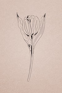 Hand drawn tulip illustration