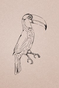 Hand drawn toco toucan illustration