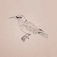 Hand drawn honeycreeper bird vector