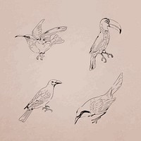 Hand drawn birds collection vector