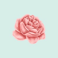 Vintage rose flower illustration mockup
