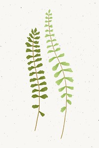 Fern leaf design element vector