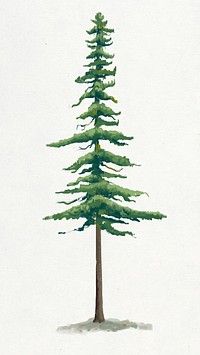 Pine tree element graphic on plain background