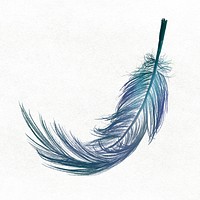 Blue feather in white background