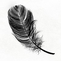Black bird feather in white background 