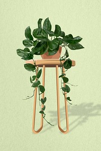 Houseplant image, hanging pothos home decor illustration