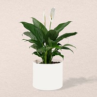 Peace lily plant home interior decoration