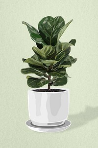 Fiddle leaf fig houseplant, home decoration, aesthetic illustration
