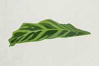 Leaf image vector, Chinese evergreen plant