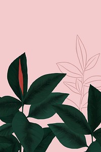 Rubber plant pink background botanical illustration