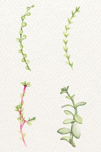Hand drawn succulent plant vector set