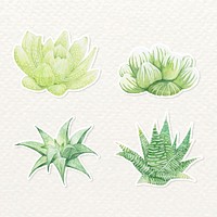 Succulent plant sticker vector set