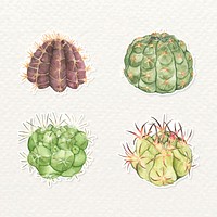 Cactus watercolor sticker vector set