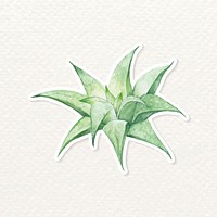 Aloe mitriformi plant sticker watercolor vector