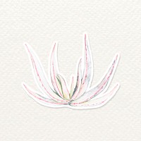 Aloe chabaudii plant watercolor sticker vector