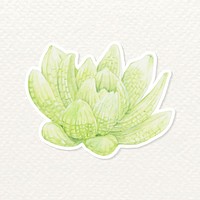 Succulent hand drawn sticker vector