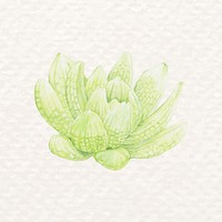 Desert succulent psd watercolor Haworthia cymbiformis