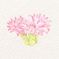 Desert cactus flower psd watercolor Gymnocalycium stenopleurum<br /> 