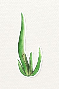 Aloe suzannae plant watercolor sticker vector