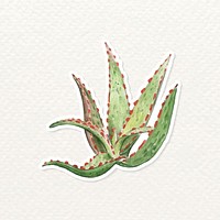 Red aloe hybrid plant watercolor sticker vector