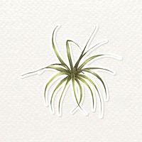 Bromeliad plant watercolor sticker png