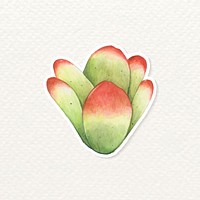 Desert cabbage succulent sticker vector
