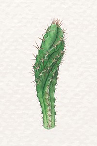 Psd desert cactus watercolor Cereus forbesii