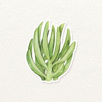 Succulent watercolor sticker vector