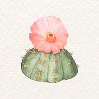 Desert chin cactus psd watercolor Gymnocalycium erinaceum
