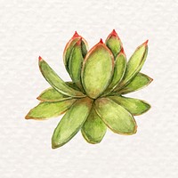 Watercolor desert succulent psd Lipstick Echeveria