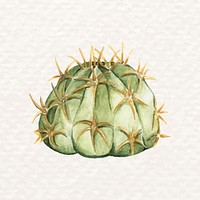 Watercolor desert cactus psd Echinopsis calochlora
