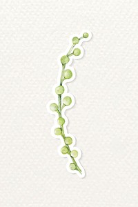 Watercolor string of pearls succulent sticker vector