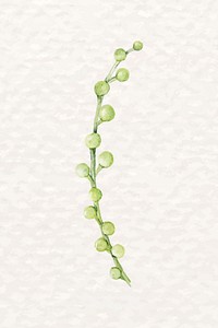 String of pearls succulent psd watercolor desert plant
