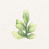 Succulent leaves psd watercolor Pachyphytum oviferum