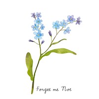 Painting blooming forget me not watercolor illustration