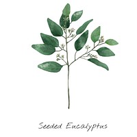 Watercolor eucalyptus leaf botanical hand drawn illustration