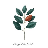 Watercolor magnolia leaf botanical hand drawn illustration
