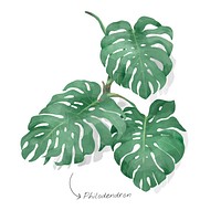 Philodendron watercolor plant illustration