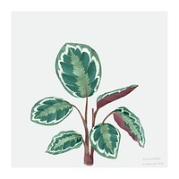 Watercolor rose painted calathea tropical illustration