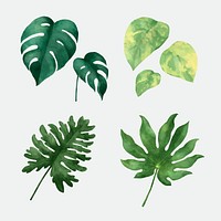 Tropical botanical plant illustration set