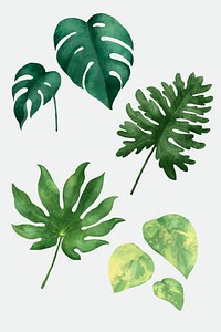 Botanical watercolor leaf illustration set