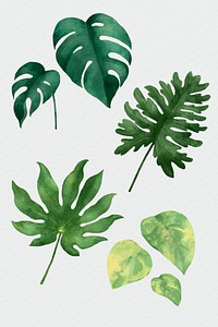 Watercolor psd green leaf set